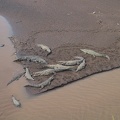 Rio Tarcoles Crocodiles1